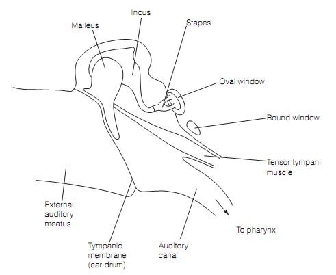 246_The middle ear.png